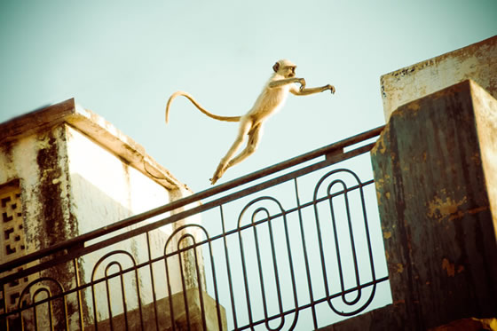 leaping langoor monkey on Rajasthani rooftop