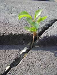 plant growing in crack in the road