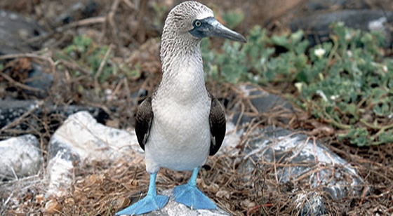 Photo by-Hans Stieglitz Photo by-Hans Stieglitz