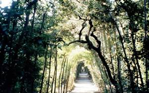 Boboli Gardens by Dan Morey Boboli Gardens by Dan Morey