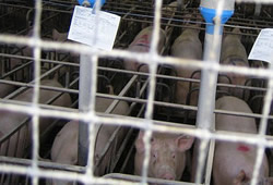 pigs in gestation crates