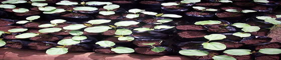 Jatropha seedlings