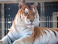 Bengal Tiger