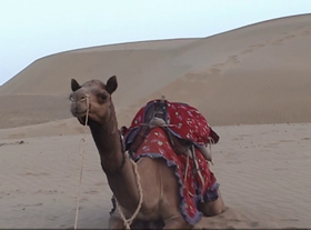 camel in thar desert