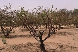Conventional Orchard