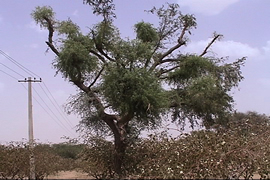 Khejari tree and Ber bush