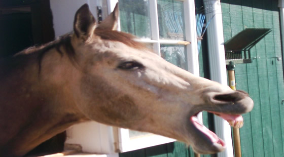 laughing donkey