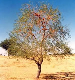 Rohira tree