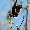 flying like a butterfly after meditation