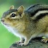 chipmunk