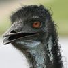 emu