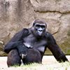 gorilla