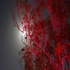 pink moon